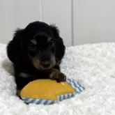 カニンヘンダックスフンド(ロング)【岐阜県・男の子・2025年7月24日・ブラック&タン】の写真6