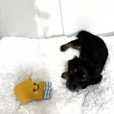 カニンヘンダックスフンド(ロング)【岐阜県・男の子・2025年7月24日・ブラック&タン】の写真8