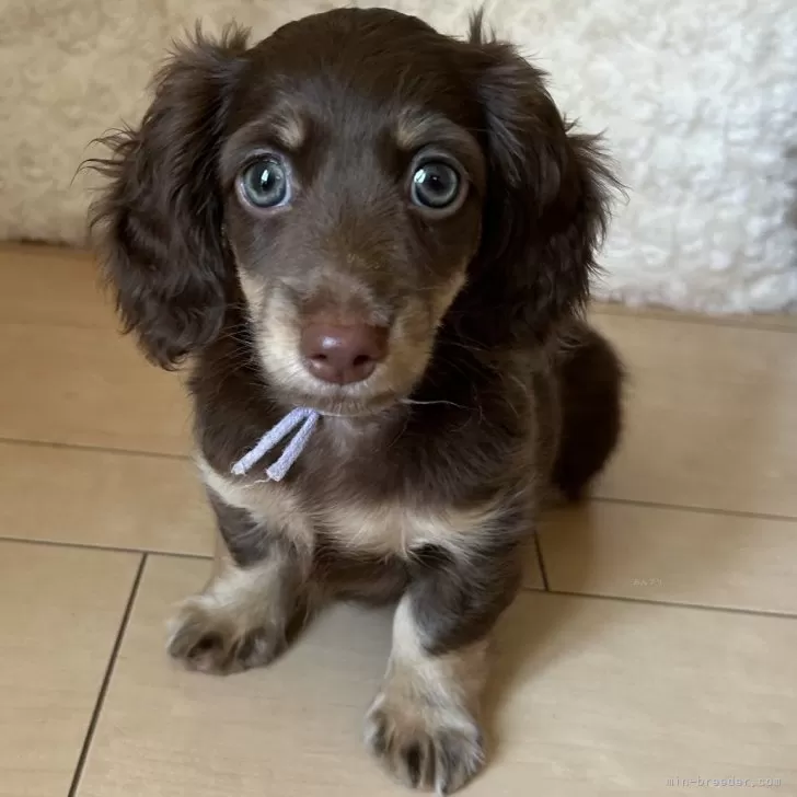 ID：2405-05458の子犬