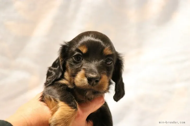 ID:2012-01665の子犬
