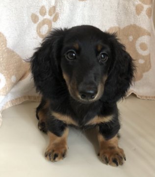 ミニチュアダックスフンド(ロング)【岐阜県・男の子・2021年4月28日・ブラック&タン】の写真「パパ・ママ共にチャンピオンの直子骨太のくまモン似！」