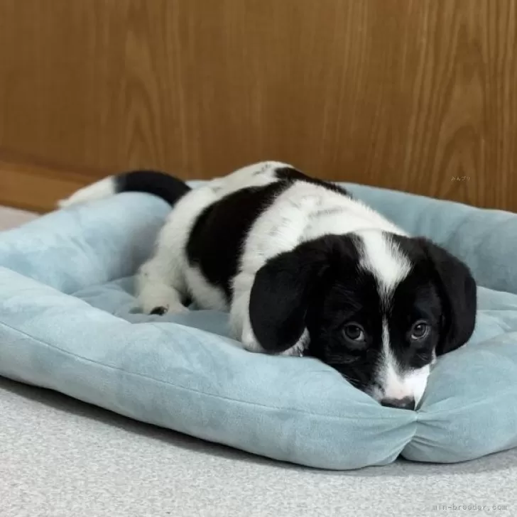 ID:2412-01621の子犬