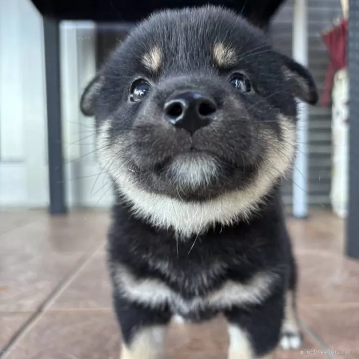 ID：2506-04114の子犬