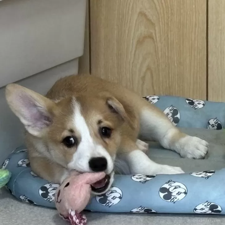 ID：2503-04223の子犬