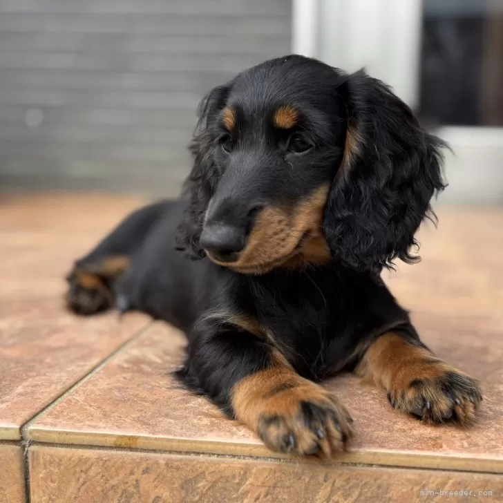 カニンヘンダックスフンド(ロング)【沖縄県・男の子・2024年8月31日・ブラックタン】の写真1