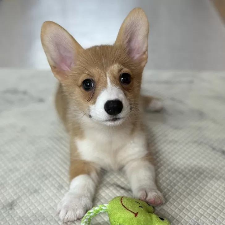ID：2411-01087の子犬