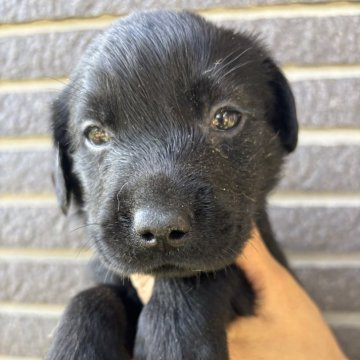 ラブラドールレトリバー【沖縄県・女の子・2025年10月10日・ブラック】の写真「ブラックちゃん」