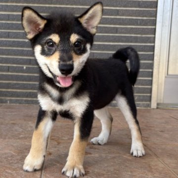 柴犬(標準サイズ)【沖縄県・男の子・2025年7月14日・ブラック】の写真「たくましく成長中♪」