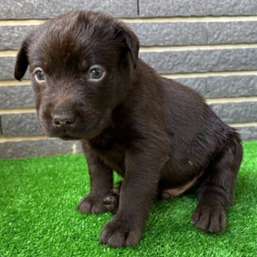 ラブラドールレトリバー【沖縄県・男の子・2025年10月10日・チョコレート】の写真「すくすく成長中」