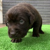 ラブラドールレトリバー