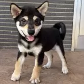 柴犬(標準サイズ)