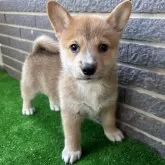 ミックス(コーギー×柴犬)【沖縄県・男の子・2025年9月20日・レッド】の写真1