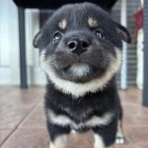 柴犬(標準サイズ)
