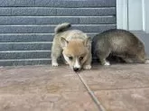 ミックス(コーギー×柴犬)【沖縄県・男の子・2025年6月21日・レッド】の写真4