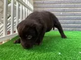 ラブラドールレトリバー【沖縄県・男の子・2025年10月10日・チョコレート】の写真4