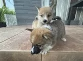 ミックス(コーギー×柴犬)【沖縄県・男の子・2025年6月21日・レッド】の写真5