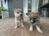 ミックス(コーギー×柴犬)【沖縄県・男の子・2025年6月21日・レッド】の写真6「左←側です」