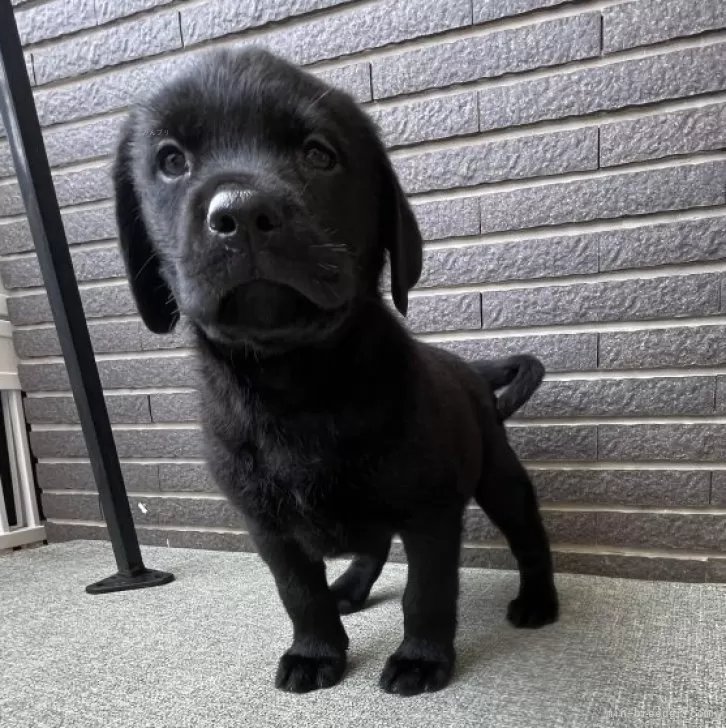 ID:2404-06573の子犬