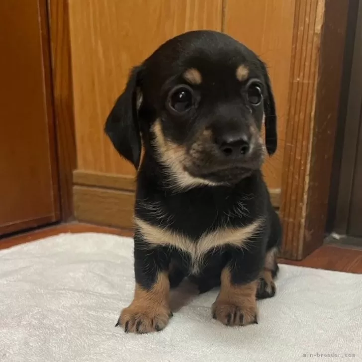 S.O 様のお迎えした子犬