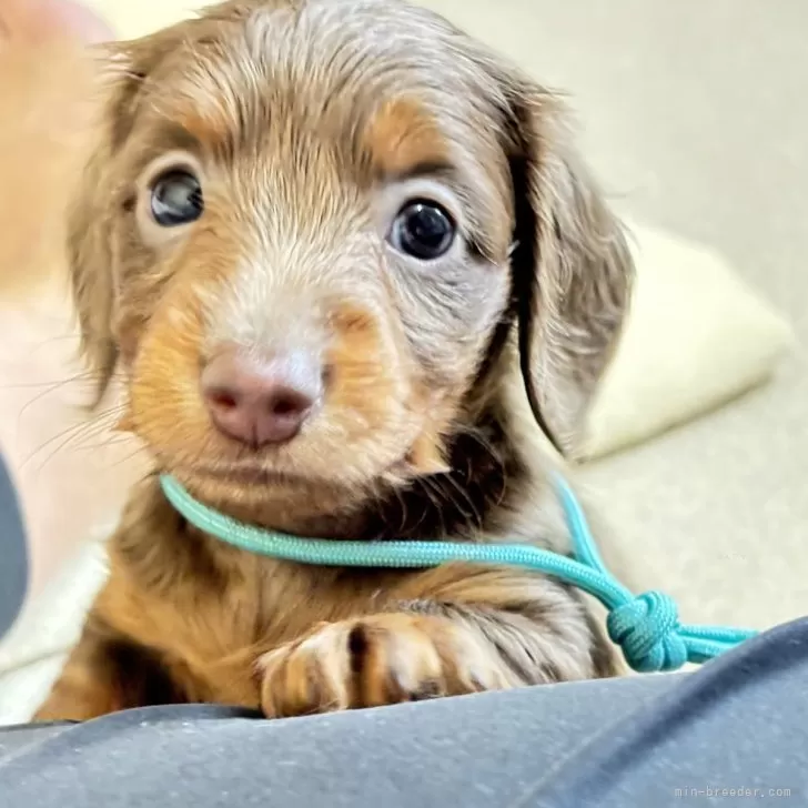 ID:2410-03002の子犬