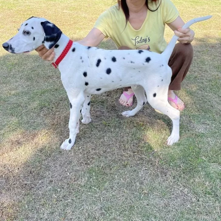 ID:2310-00057の子犬