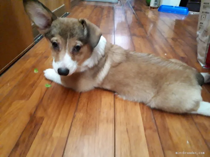 ID:1910-02110の子犬