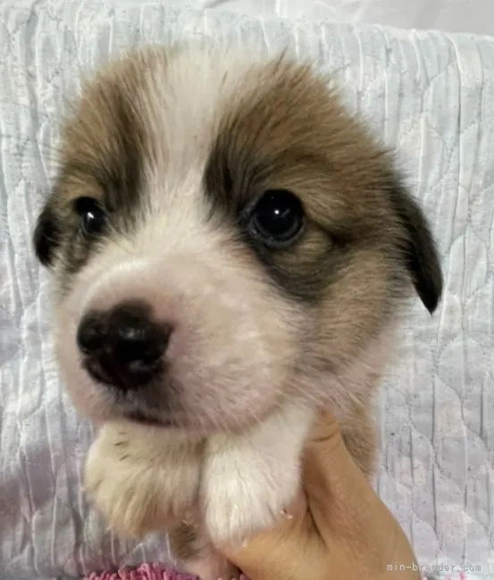 ID：2211-03715の子犬