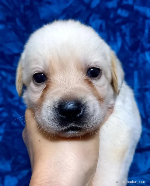 ID:2009-01341の子犬