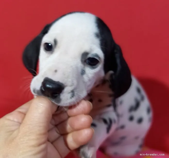 ID:2202-00162の子犬