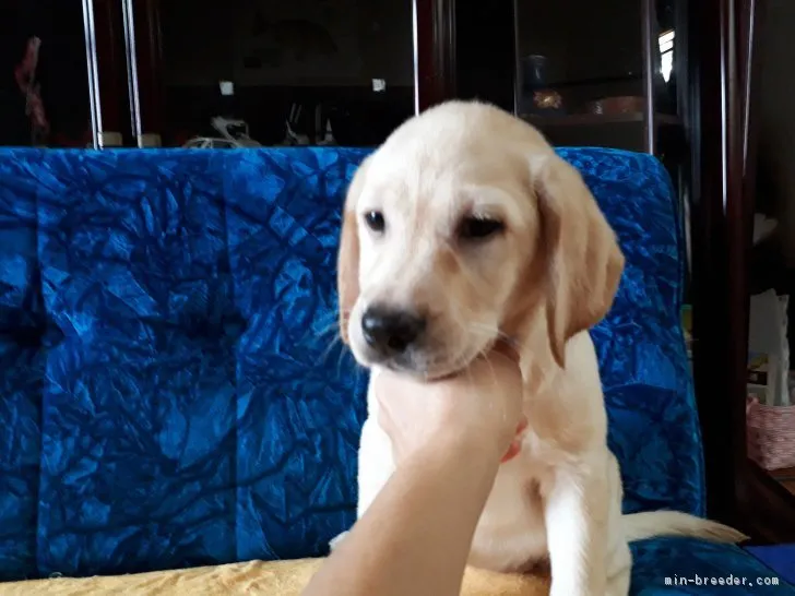 しばてん 様のお迎えした子犬