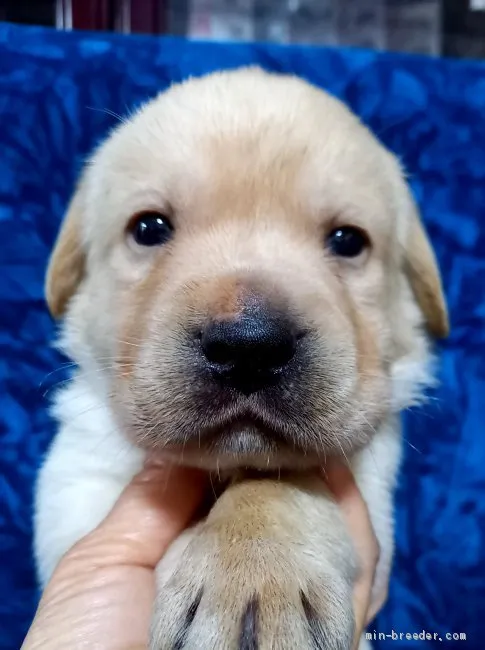 Y.Y 様のお迎えした子犬