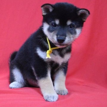 柴犬(標準サイズ)【沖縄県・男の子・2022年12月12日・ブラック】の写真「のんびりな男の子です★★」