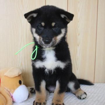 柴犬(標準サイズ)【沖縄県・男の子・2022年10月7日・ブラック】の写真「やんちゃボーイ」