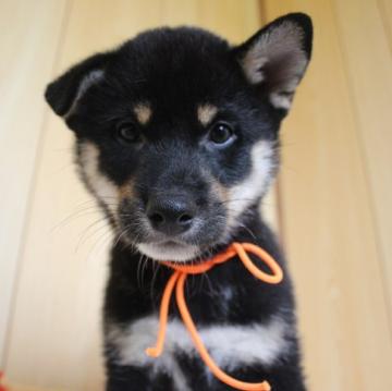 柴犬(標準サイズ)【沖縄県・男の子・2022年10月7日・ブラック】の写真「イケメンボーイ」