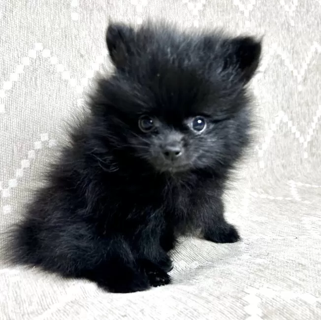 ポメラニアン【香川県・男の子・2025年7月23日・ブラック