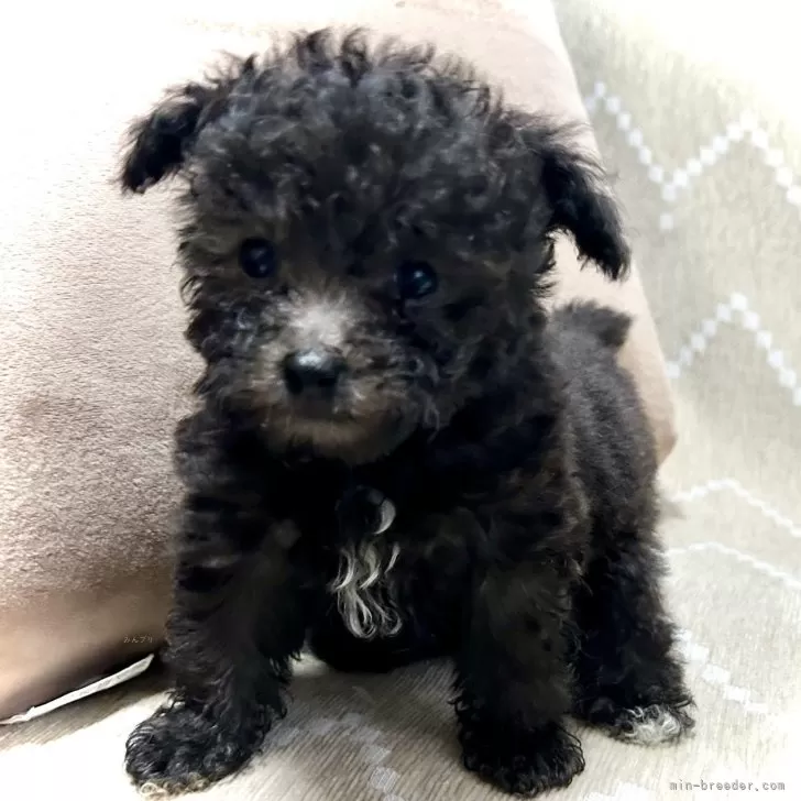 ID:2501-00139の子犬