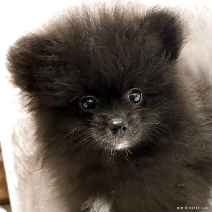 ID：2504-06660の子犬