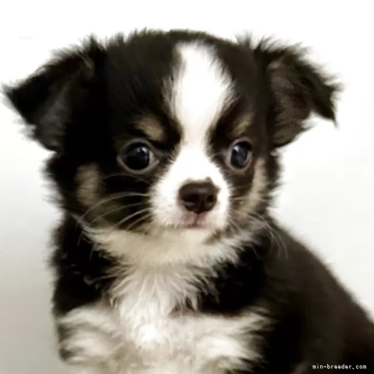 ID：2505-02526の子犬