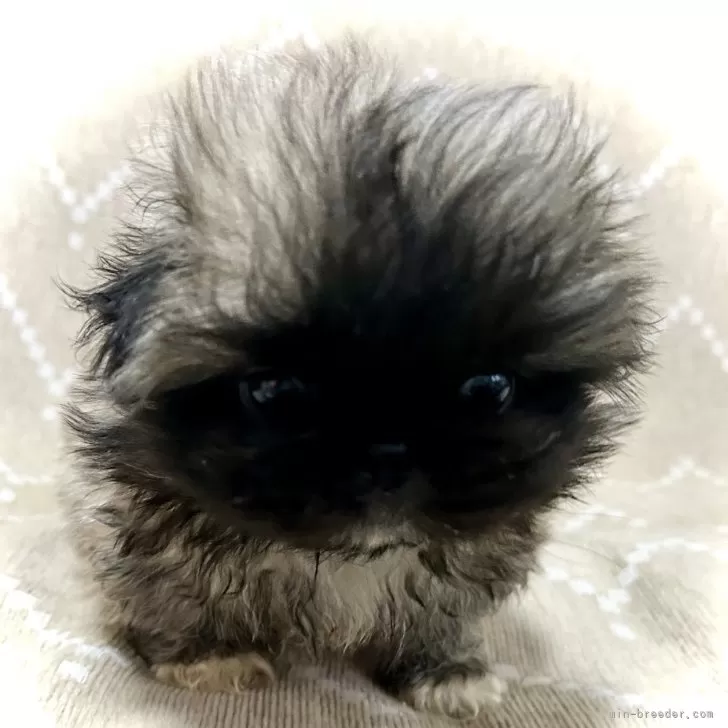 ID:2412-07034の子犬