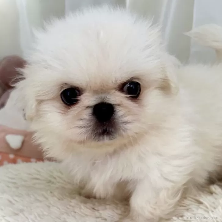 ID:2412-03507の子犬