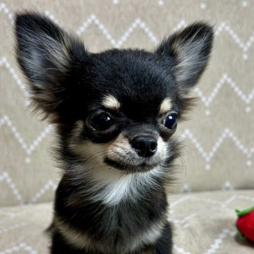 チワワ(ロング)【香川県・男の子・2025年5月16日・ブラックタン】の写真「1.3kgで可愛いお顔の男の子です(◍´꒳`◍)✨」