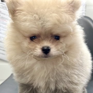 ポメラニアン【香川県・男の子・2025年4月23日・クリームセーブル】の写真「もふもふなボクυ´• ﻌ •`υ」