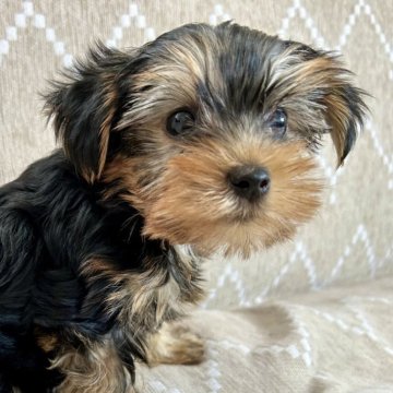 ヨークシャーテリア【香川県・男の子・2025年9月21日・スチールブルータン】の写真「元気いっぱいのボクυ´• ﻌ •`υ」