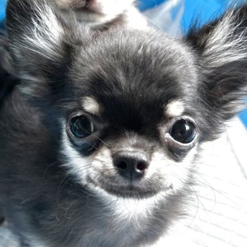 チワワ(ロング)【香川県・男の子・2025年5月16日・ブラックタン】の写真「可愛いお顔の男の子です🐾」