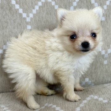 ポメラニアン【香川県・女の子・2025年10月7日・クリーム】の写真「もふもふで可愛いお顔のワタシ🍀✨」