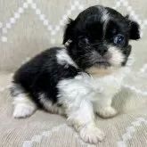 ペキニーズ【香川県・女の子・2025年11月14日・ホワイトブラック】の写真1「体重は400ｇです。」