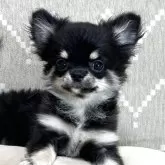 チワワ(ロング)