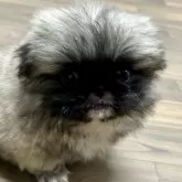 ペキニーズ