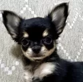 チワワ(ロング)