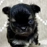 チワワ(ロング)